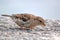 Sparrow eating on a wall