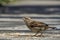 Sparrow eats corn