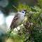 Sparrow eats juniper nuts on a tree