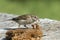 Sparrow eats male bee larvae in an apiary. Focus on background