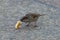 Sparrow eats white bread