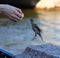 Sparrow in flight reaches for his hand with a piece of bread