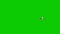 Sparrow Flock Fly Around Green Screen very close Loop 3D Rendering Animation