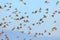 Sparrow flock rapid flight. Old World sparrows or small passerine birds