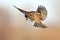 A Sparrow flutters against the background of brown meadows