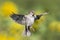 A Sparrow flutters against the background of green meadows