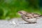 Sparrow with great bread-crumbs