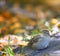 Sparrow on the ground in leaves