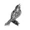Sparrow, hand drawn sketch in vector, singing bird