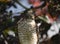 Sparrow-hawk