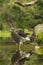 Sparrow Hawk, Accipiter nisus. Bird of prey