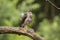 Sparrow Hawk, Accipiter nisus. Bird of prey