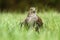 Sparrow hawk in grass