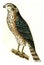Sparrow hawk, vintage engraving