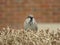 Sparrow on hedge 3