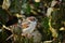 Sparrow hiding behind leaves