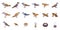 Sparrow icons set isometric vector. Fly bird