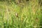 The sparrow and Johnson grass