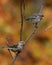 Sparrow and Junco Photo and Image. Sparrow and Junco bird perched on a twig branch with orange blur background in their