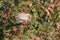 Sparrow on the juniper