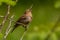 Sparrow  at kabini backwaters with its bestview