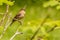 Sparrow  at kabini backwaters with its bestview