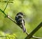 A Sparrow on a Limb