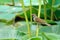 Sparrow and lotus stalk