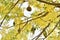 Sparrow nest bird on tree Cassia fistula with yellow flowers.