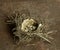 Sparrow nest on a rusty sheet of iron.