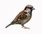 Sparrow Passer domesticus