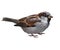 Sparrow - Passer domesticus.