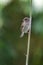 Sparrow Passeridae clinging to a stalk