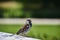Sparrow Passeridae in close-up in front of unfocussed background