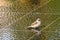 A sparrow Passeridae sitting on the floor of a place that is flooded by fountains.