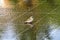 A sparrow Passeridae sitting in Nice, France, on the floor of a place that is flooded by fountains.