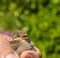 sparrow Passeridae who has saved himself from a cat in the hand of a man