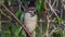 Sparrow perched on a branch