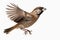 Sparrow perched on a branch with flowers in the background