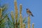 Sparrow Perched High in Evergreen Tree with Mouth Full of Insects