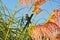 Sparrow Perched in Pampas Grass