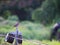 Sparrow Perched on Railroad Tracks