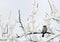 Sparrow perched on a snow covered tree limb