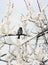 Sparrow perched on a snow covered tree limb