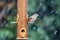 Sparrow perching on feeder in storm