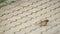 Sparrow with a piece of bread in the beak. Close-up. A sparrow pecks bread on a windowsill against a background