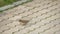 Sparrow with a piece of bread in the beak. Close-up. A sparrow pecks bread on a windowsill against a background