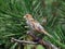 Sparrow on a pine tree