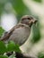 Sparrow with prey