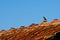 Sparrow on the roof